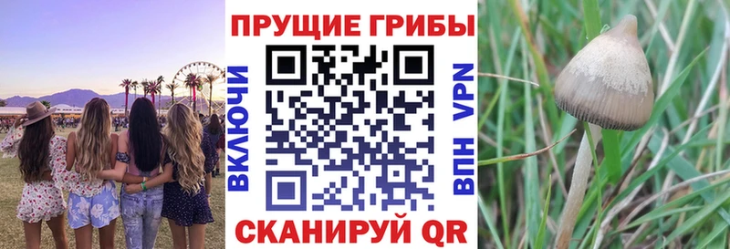 Галлюциногенные грибы Psilocybine cubensis Купить где Козельск